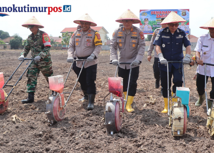 Dukung Ketahanan Pangan Nasional, Kapolres OKU Timur Tanam Jagung Hibrida di Lahan Polsek Belitang I