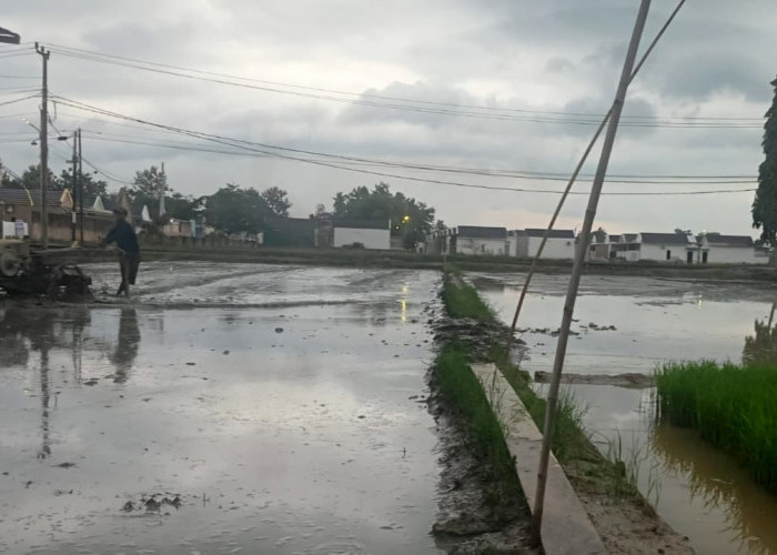 Curah Hujan Tinggi, BPP Himbau Petani Waspada Hama