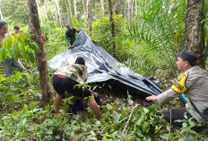 Petani Desa Temukan Mayat Membusuk di Kebun Karet