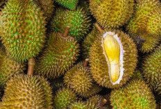 Buah yang Dikenal dengan Aroma Kuat, Ternyata Dapat Menjadi Solusi Alami Bagi Menderita Insomnia