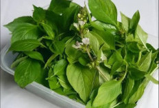 Memiliki Aroma Harum yang Khas, Ternyata Daun Kemangi Ampun Dalam Mengatasi Masalah Pernapasan