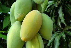 Mengatasi Penuaan Dini dengan Mengonsumsi Buah Mangga: Solusi Alami untuk Kulit Sehat