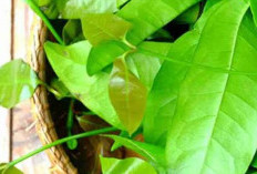 Meredakan Nyeri Dengan Daun Melinjo, Solusi Alami yang Menawarkan potensi manfaat kesehatan