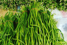 Manfaat Kacang Panjang, Sayuran Sederhana dengan Khasiat Luar Biasa