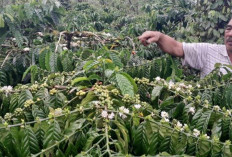 Harga Kopi di OKU Selatan Turun