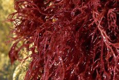 Rumput Laut, Solusi Alami Meningkatkan Fungsi Tiroid