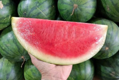 Kaya Akan Kandungan Air, Buah Semangka Mampu Mengatasi Penuaan Dini