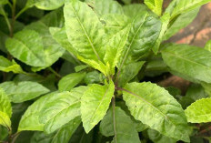 Daun Dewa: Solusi Alami untuk Mengobati Luka Memar