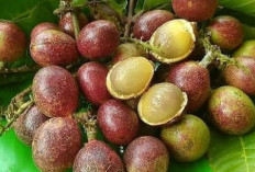 Sering DiabaIkan, Ini Manfaat Buah Matoa Untuk Melawan Radikal Bebas dalam Tubuh