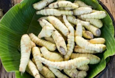 Mencegah Anemia dengan Mengonsumsi Umbi Garut