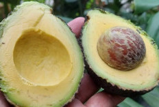 Manfaat Alpukat, Buah Sehat untuk Menurunkan Kolesterol Jahat
