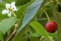 Solusi Alami, Mengurangi Rasa Sakit Perut Dengan Minum Rebusan Daun Seri