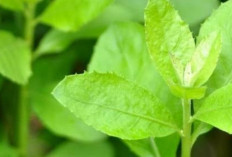 Mencegah Penyakit Jantung dengan Daun Beluntas