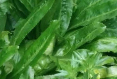 Daun Ketumbar Jawa: Solusi Alami untuk Meredakan Nyeri