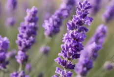 Bunga Lavender, Solusi Alami yang Efektif untuk Meredakan Nyeri Menstruasi