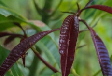Mencegah Asam Urat Dengan mengonsumsi Ramuan dari Daun Sidaguri, Begini Caranya 
