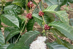 Berjaya di Jenewa, Kopi Nusantara Raup Potensi Transaksi Rp123 Miliar
