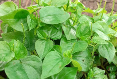 Khasiat Daun Dewa, Solusi Mecerahkan Wajah Secara Alami