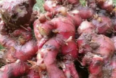 Terkenal Sebagai Herbal, Jahe Merah Mampu Meredakan Nyeri