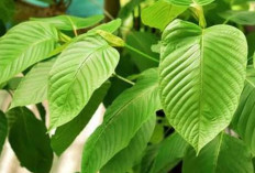 Apakah Daun KratomAmpuh Mengobati Nyeri Otot? Ini Faktanya