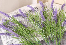 Bunga Lavender, Meredakan Nyeri Menstruasi Solusi Alami yang Efektif