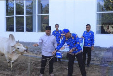 Iduladha 1447 H, KORPRI Kabupaten OKU Selatan Salurkan Hewan Kurban dan Bantuan Operasional