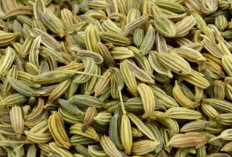 Benarkah Biji Adas Mampu Nafsu Makan? Simak Penjelasannya