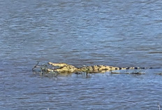 Buaya Muncul di Sungai Komering Perjaya, Buat Geger Warga