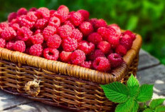 Mengatasi Penuaan Dini dengan Raspberry: Rahasia Kecantikan yang Alami