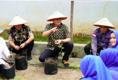 Bupati Enos Launching Gerakan Tanam Cabai Serentak