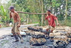  Sempat Naik Harga Karet Kembali Turun