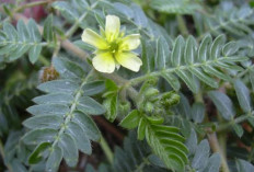 Daun Trimbulus: Solusi Alami untuk Mengatasi Nyeri Dada