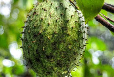 Asam Urat Tinggi Turun dengan Air Rebusan Sirsak, Ini Cara Memanfaatkannya