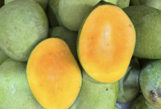 Manis, Menyegarkan, dan Kaya Nutrisi: Manfaat Buah Mangga untuk Cegah Penuaan Dini