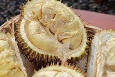 Mencegah Penuaan Dini dengan Mengonsumsi Buah Durian