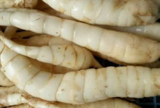 Mengatasi Asam Lambung dengan Umbi Garut: Solusi Alami yang Efektif.
