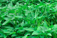 Rahasia Awet Muda: Kangkung Si Sayuran Penangkal Penuaan Dini!