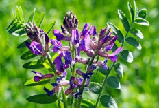 Astragalus, Tanaman Tradisional yang Kaya Manfaat Termasuk Menjaga Kesehatan Jantung