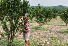 Berawal Suka Konsumsinya, Liang Wahyudi Sukses Kembangkan Perkebunan Jeruk Manis 