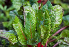 Mengatasi Penuaan Dini dengan Daun Bit: Rahasia Kesehatan yang Tersembunyi