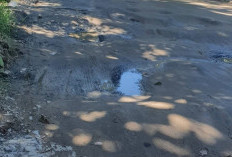 Material Longsor Ganggu Arus Lalu Lintas di Buay Rawan, Aktivitas Transportasi Terganggu