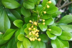 Pengobatan Diare Tradisional Menggunakan Daun Pacar Cina: Alternatif Alami yang Menjanjikan