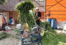 Kisah Pengusaha Pakan Ternak dari Ponorogo Ini Buktikan KUR BRI Bisa Bikin Usaha Berkembang