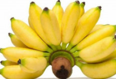 Menurunkan Kolesterol dengan Mengonsumsi Buah Pisang, Pilihan Sehat Menjaga Kesehatan Tubuh 