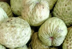  Mencegah Penyakit Kardiovaskular dengan Mengonsumsi Buah Srikaya, Menjadi Pilihan Yang Sehat dan Tepat