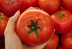 10 Manfaat Buah Tomat yang Bikin Kamu Penasaran