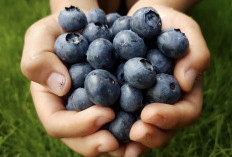 Melawan Penuaan Dini dengan Mengonsumsi Buah Blueberry 