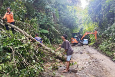 Evakuasi Longsor dan Pohon Tumbang 