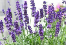 Benarkah Hanya Dengan Menghirup Aroma Bunga Lavender Yang Menenangkan Bisa Merdakan Insomnia?