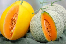 Selain Rasanya Manis, Temukan 6 Manfaat  Buah Melon yang Jarang Diketahui 